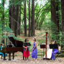 Piano in the Redwoods